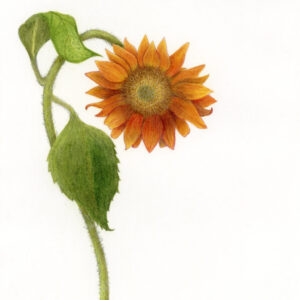 Sunflower by Margo Casados