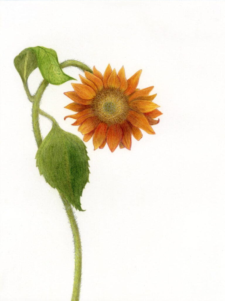 Sunflower by Margo Casados