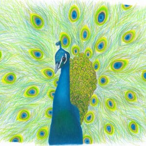 "Gilded Peacock" mixed media (colored pencil, pen & ink, paint) artwork by Margo Casados