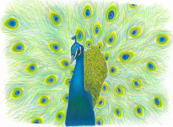 "Gilded Peacock" mixed media (colored pencil, pen & ink, paint) artwork by Margo Casados